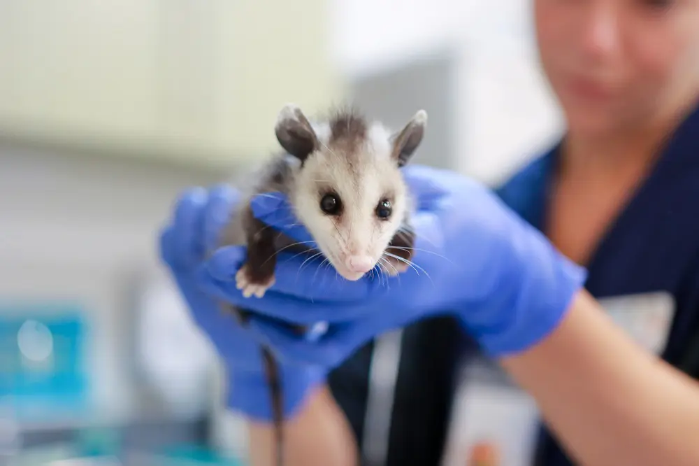 San Diego Humane Society baby opossum