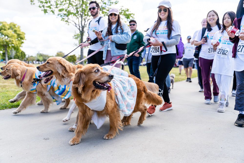 San Diego Humane Society walk for animals dogs walking