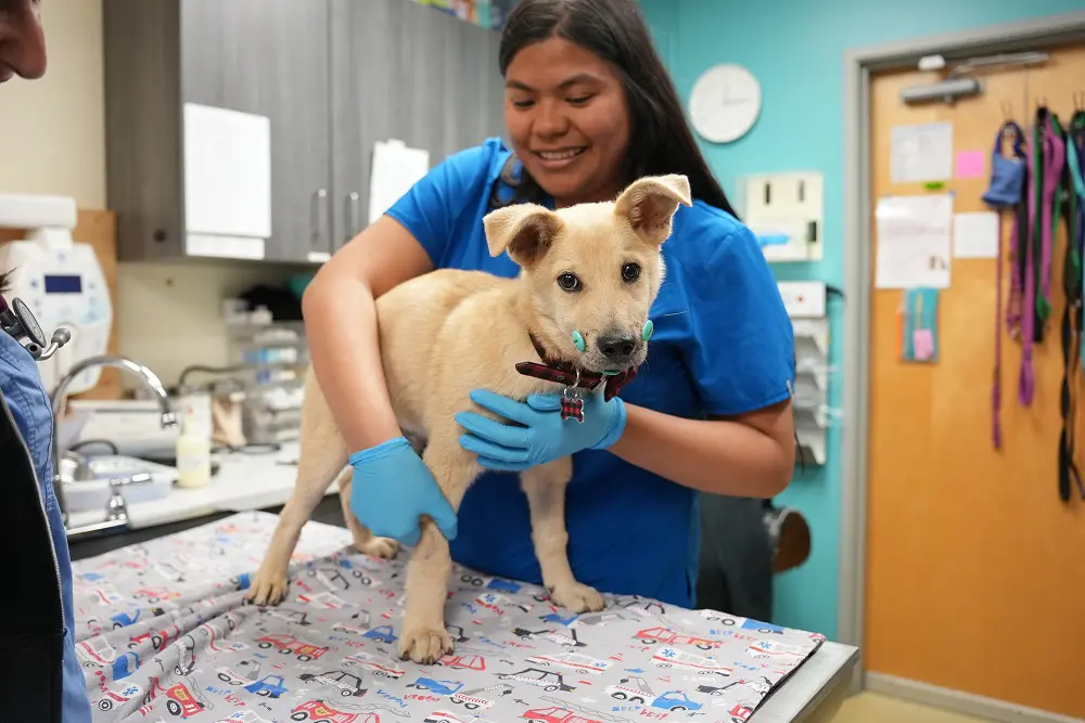 San Diego Humane Society dog with vet