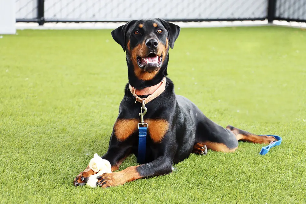 San Diego Humane Society dog with Chew toy